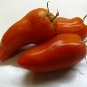 An unusual tomato with juicy pulp and excellent taste – Cornabel f1