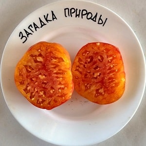 A large-fruited variety that summer residents are delighted with - the Mystery of Nature tomato
