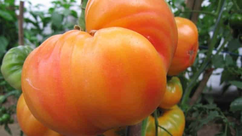 A large-fruited variety that summer residents are delighted with - the Mystery of Nature tomato