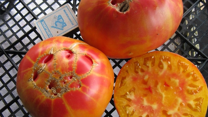 A large-fruited variety that summer residents are delighted with - the Mystery of Nature tomato