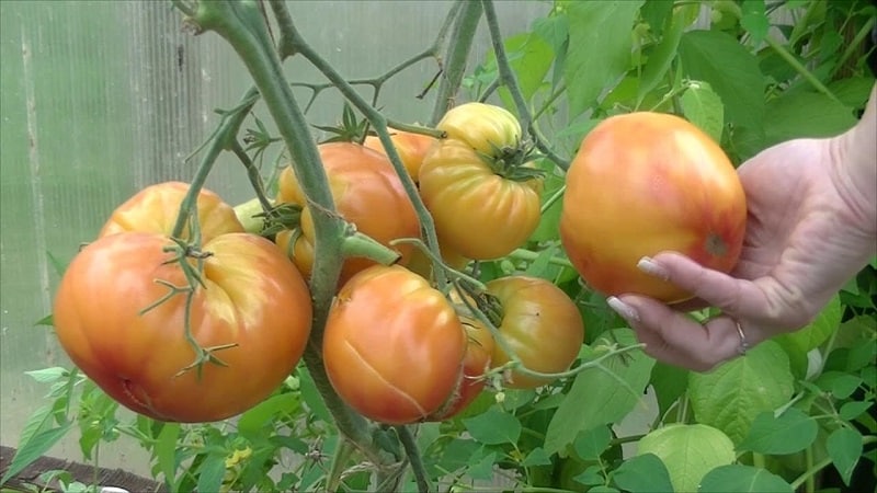 A large-fruited variety that summer residents are delighted with - the Mystery of Nature tomato