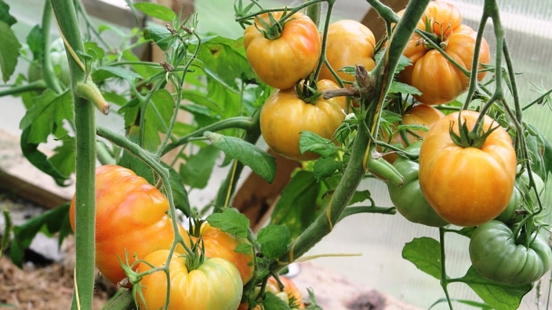 A large-fruited variety that summer residents are delighted with - the Mystery of Nature tomato