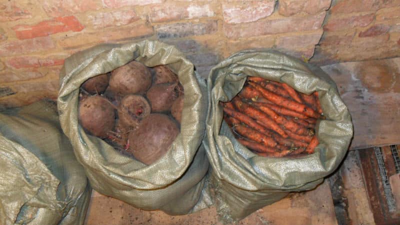 The best ways to store beets: choosing the right one and protecting the crop from damage