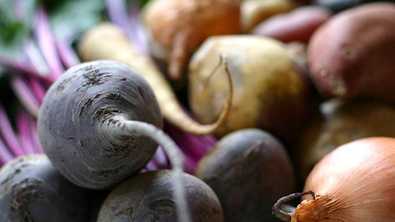 The best ways to store beets: choosing the right one and protecting the crop from damage