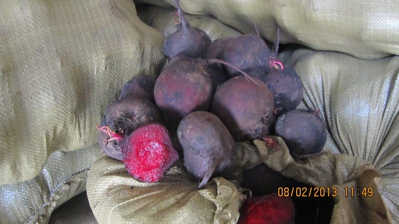The best ways to store beets: choosing the right one and protecting the crop from damage
