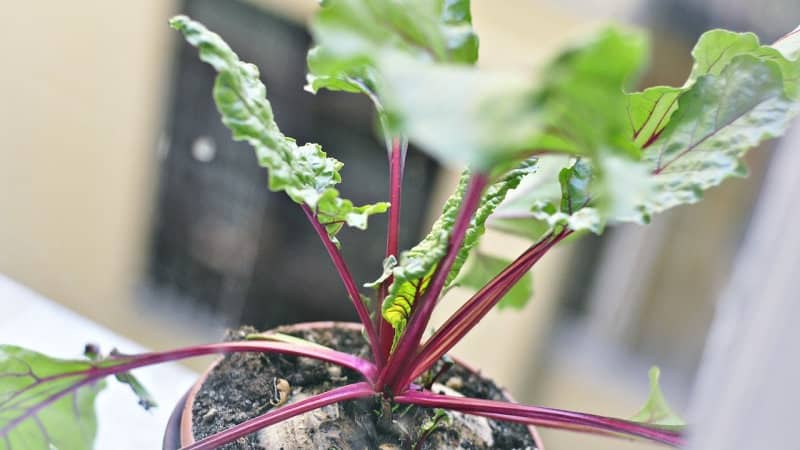 Les meilleures façons de préparer les feuilles de betterave pour l'hiver et leurs recettes