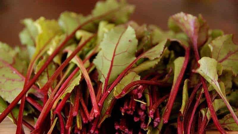Les meilleures façons de préparer les feuilles de betterave pour l'hiver et leurs recettes