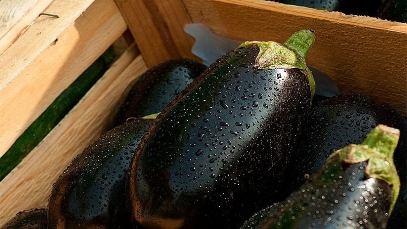 Is it possible to eat eggplants for gastritis: arguments for and against, acceptable methods of consumption