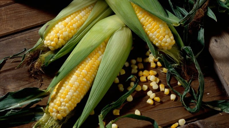 Is it possible to eat raw corn: the benefits and harms of a fresh vegetable, possible contraindications