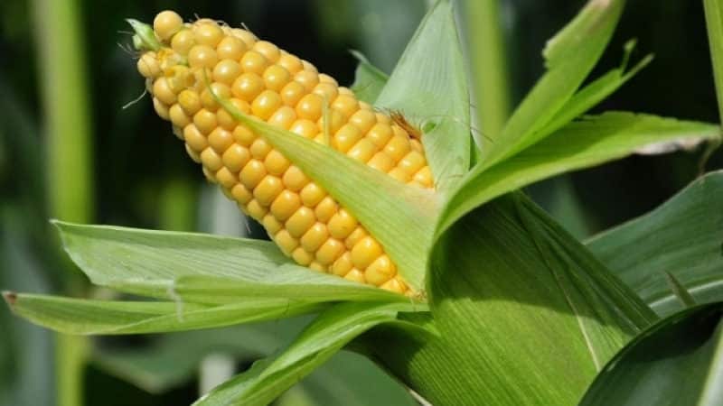 Is it possible to eat raw corn: the benefits and harms of a fresh vegetable, possible contraindications