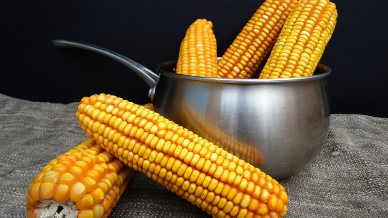 Is it possible to eat boiled corn while losing weight: calorie content, harm and benefits of the cereal