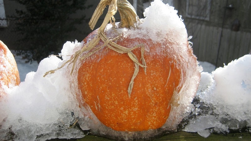 Is it possible to freeze pumpkin while retaining maximum beneficial properties: let’s explore all possible options and choose the best one