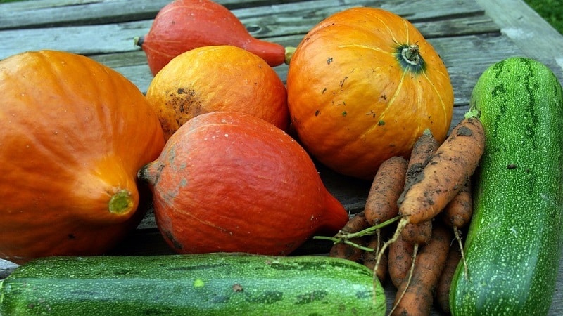 Is it possible to freeze pumpkin while retaining maximum beneficial properties: let’s explore all possible options and choose the best one