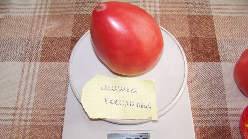 Fleshy and very tasty tomato Mishka clubfoot: reviews and agrotechnical techniques for increasing yield