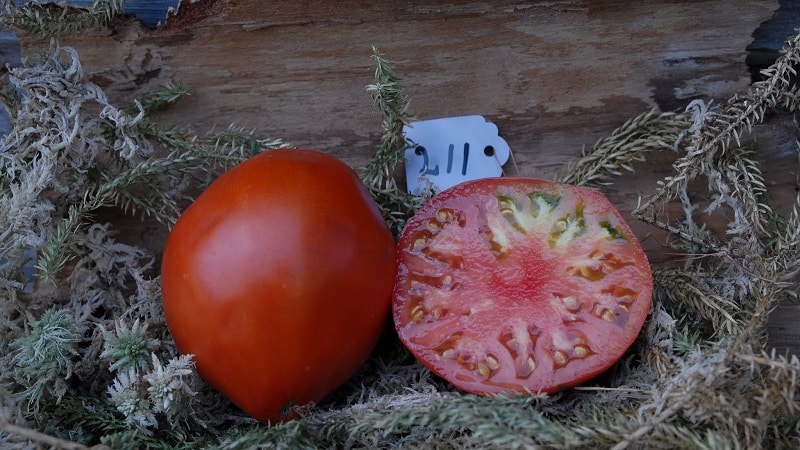 Fleshy and very tasty tomato Mishka clubfoot: reviews and agrotechnical techniques for increasing yield