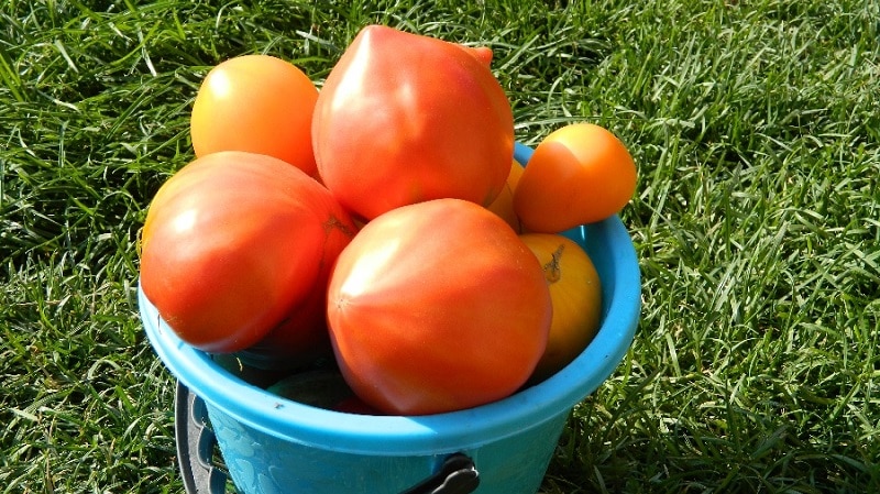 Fleshy and very tasty tomato Mishka clubfoot: reviews and agrotechnical techniques for increasing yield