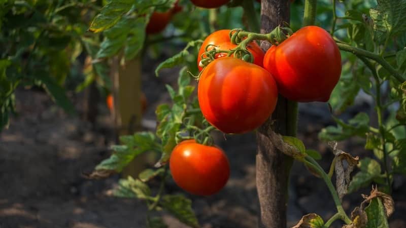 Fleshy and very tasty tomato Mishka clubfoot: reviews and agrotechnical techniques for increasing yield