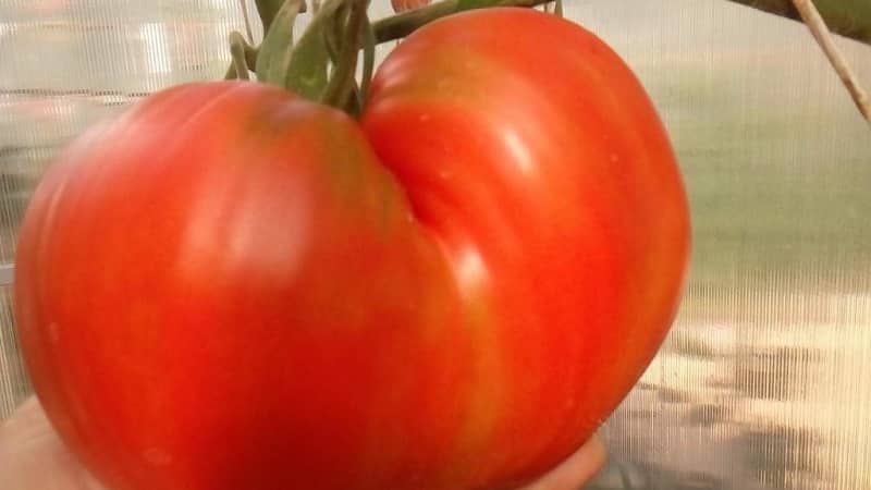 Fleshy and very tasty tomato Mishka clubfoot: reviews and agrotechnical techniques for increasing yield