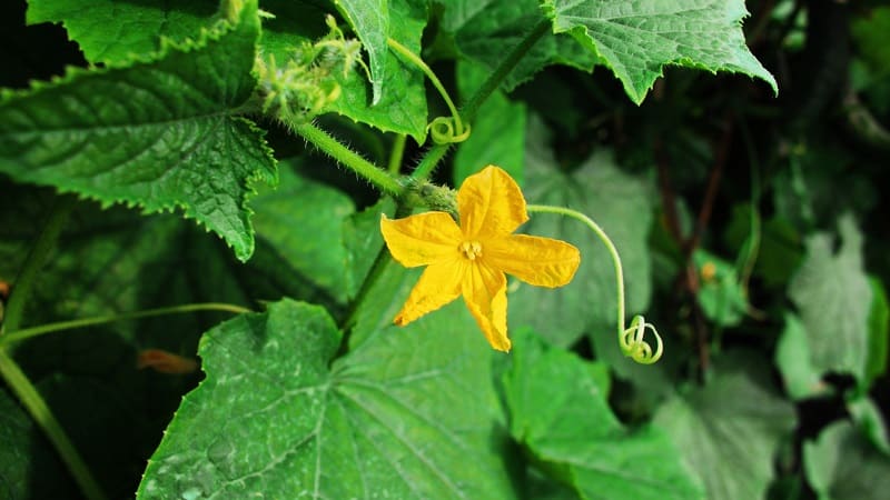 Traditional methods of treating pumpkin leaves: how to use them in the fight against diseases