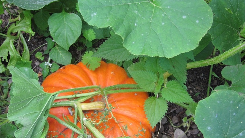 Traditional methods of treating pumpkin leaves: how to use them in the fight against diseases