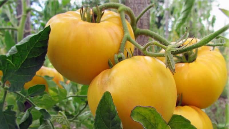 The unusual tomato Giraffe, so named for its tallness