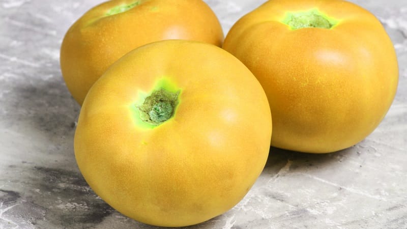 The unusual tomato Giraffe, so named for its tallness
