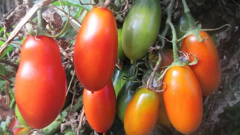 Easy to care for and ideal for pickling, the French bunch tomato: review of the variety and nuances of care