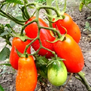 Easy to care for and ideal for pickling, the French bunch tomato: review of the variety and nuances of care