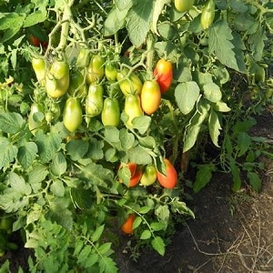 Easy to care for and ideal for pickling, the French bunch tomato: review of the variety and nuances of care