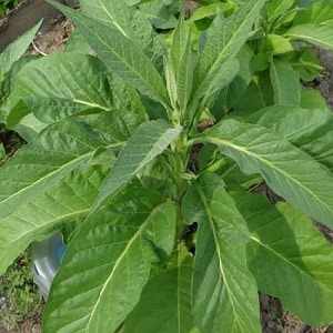 Easy-to-care soft oriental tobacco Oriental