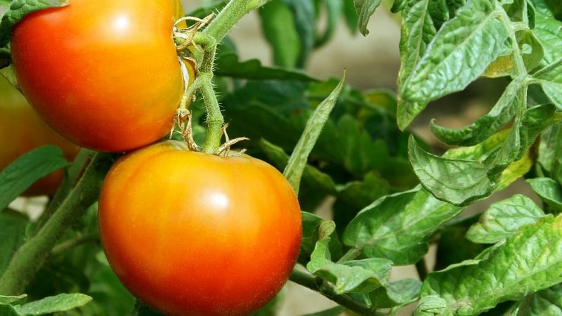 Incredibly sweet and amazingly beautiful tomato Honey Salute