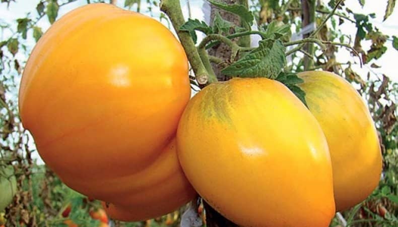 The newest promising variety that you will like - the King of Siberia tomato: photos and distinctive features