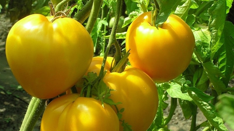 The newest promising variety that you will like - the King of Siberia tomato: photos and distinctive features