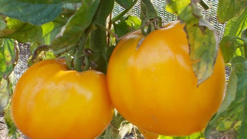 The newest promising variety that you will like - the King of Siberia tomato: photos and distinctive features