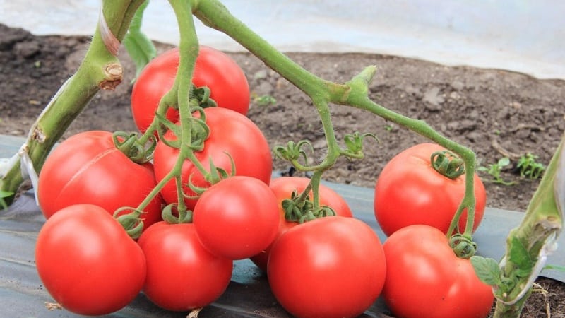 A new variety that has managed to win the hearts of summer residents - the Big Momma tomato and the secrets of growing large fruits