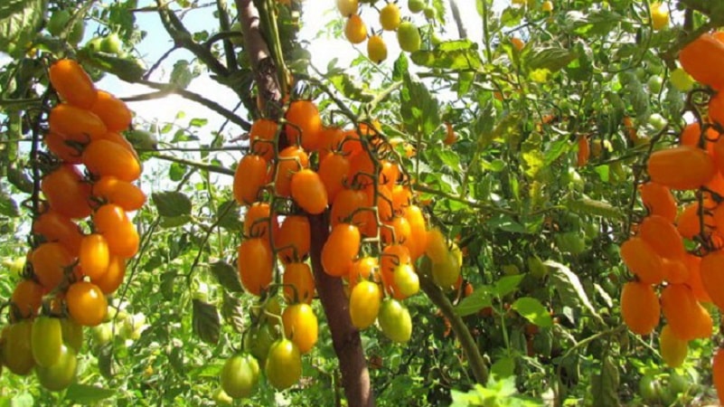 Adored by children and adults, this bright greenhouse hybrid with a fruity flavor is the Yellow Date tomato.