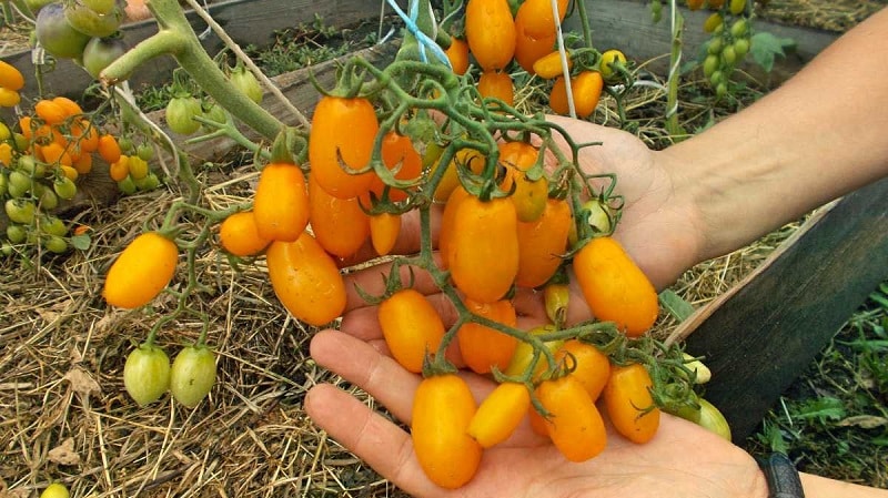 Adored by children and adults, this bright greenhouse hybrid with a fruity flavor is the Yellow Date tomato.
