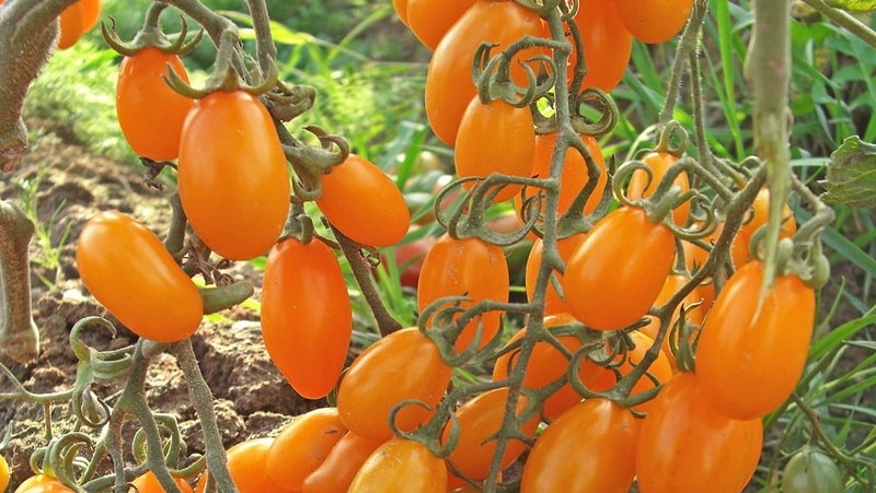 Adored by children and adults, this bright greenhouse hybrid with a fruity flavor is the Yellow Date tomato.