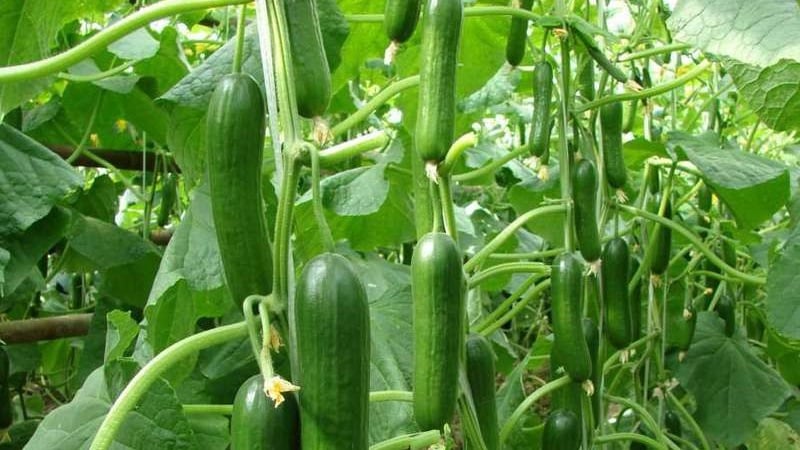 Very tasty and productive Stella cucumbers: let’s get acquainted with the variety and try to grow it ourselves