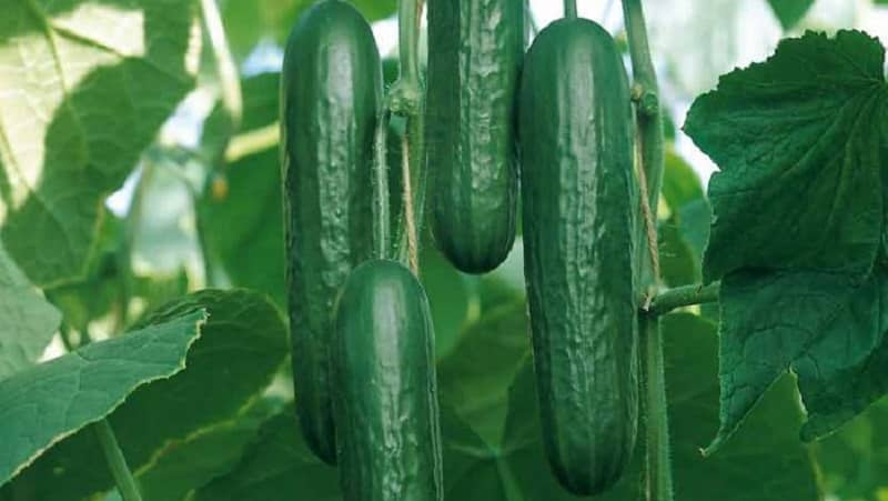 Very tasty and productive Stella cucumbers: let’s get acquainted with the variety and try to grow it ourselves