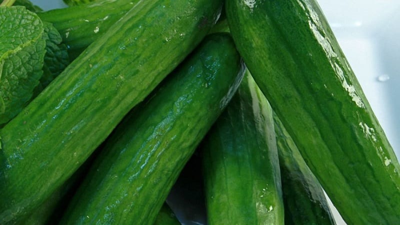 Very tasty and productive Stella cucumbers: let’s get acquainted with the variety and try to grow it ourselves