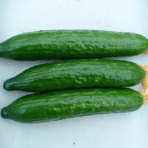 Very tasty and productive Stella cucumbers: let’s get acquainted with the variety and try to grow it ourselves