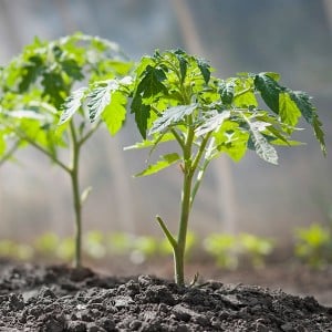 Secrets of experienced summer residents - spraying tomatoes with iodine: the purpose of the treatment and a step-by-step guide to its implementation