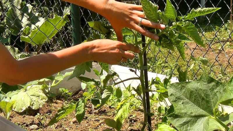 Features of growing the tomato hybrid Tornado