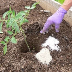 Correcting the care of tomatoes: why tomatoes don’t bloom in a greenhouse, how to properly help the bushes