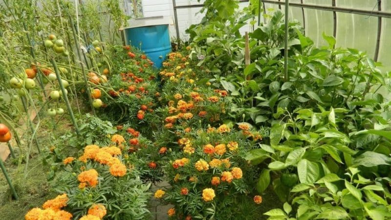 Correcting the care of tomatoes: why tomatoes don’t bloom in a greenhouse, how to properly help the bushes