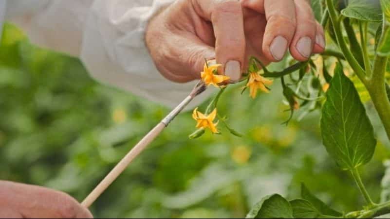 Correcting the care of tomatoes: why tomatoes don’t bloom in a greenhouse, how to properly help the bushes