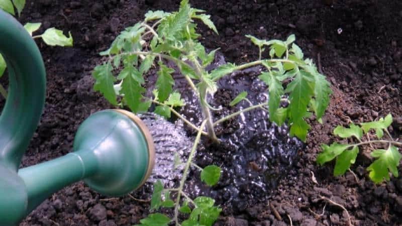 Correcting the care of tomatoes: why tomatoes don’t bloom in a greenhouse, how to properly help the bushes