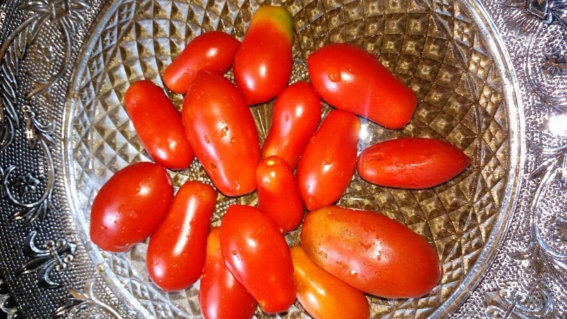 Why gardeners like the Delicatessen tomato so much and how to grow it on your plot and get a bountiful harvest