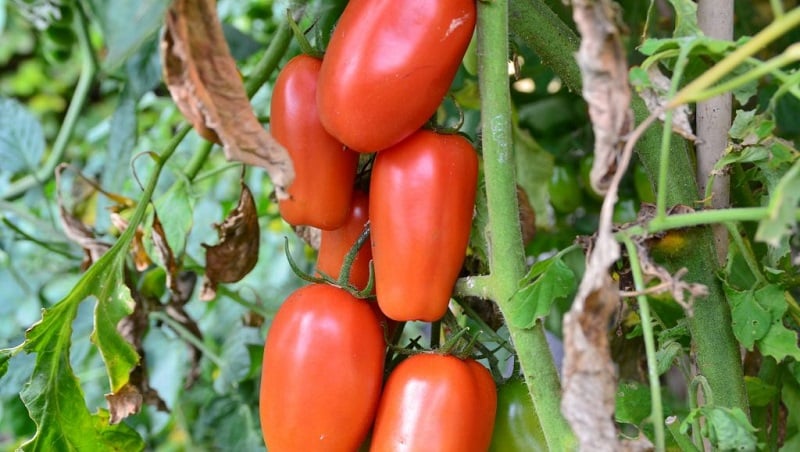 Why gardeners like the Delicatessen tomato so much and how to grow it on your plot and get a bountiful harvest